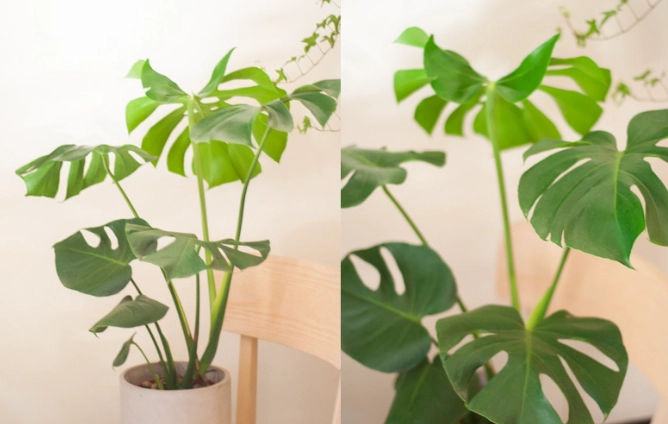 龜背芋水耕技巧 龜背芋水耕技巧