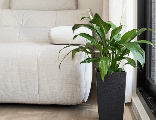 盆栽淨化空氣方法 盆栽淨化空氣方法