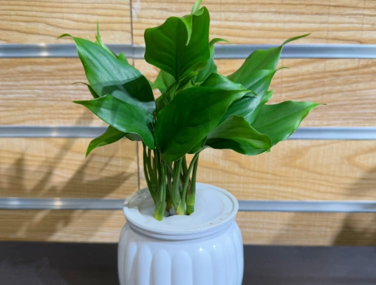 黃萬年青叶子发黄