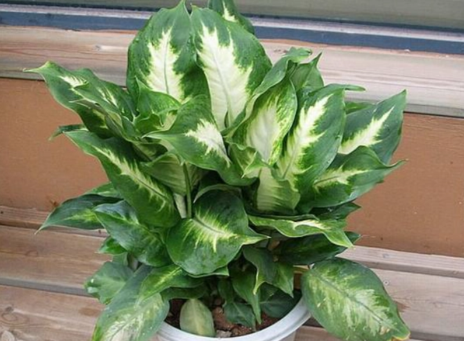 萬年青澆水技巧 萬年青澆水技巧