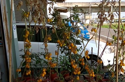 盆栽番茄照顧技巧 盆栽番茄照顧技巧