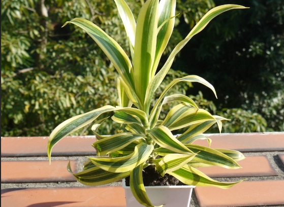 盆栽淨化空氣方法 盆栽淨化空氣方法