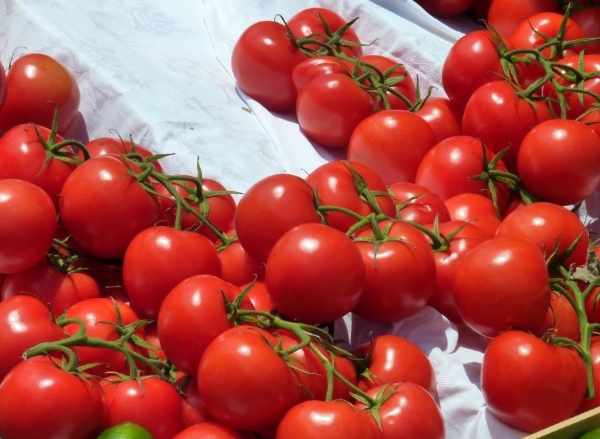 番茄結果期管理 番茄結果期管理