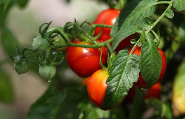 咳嗽飲食禁忌 咳嗽飲食禁忌