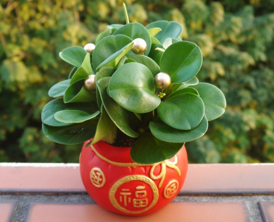 懶人植物 懶人植物