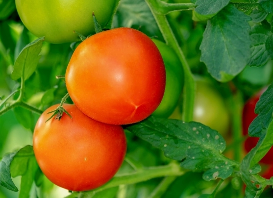 高溫番茄品種