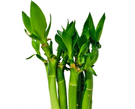 富貴竹修剪方法