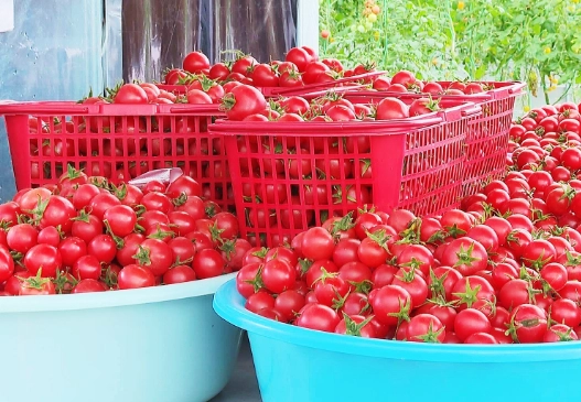 番茄徒長原因 番茄徒長原因