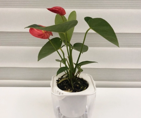 室內植物推薦 室內植物推薦