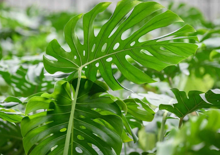 龜背芋爛根處理