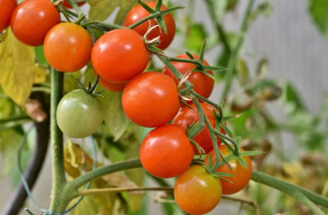 蕃茄壞處 蕃茄壞處