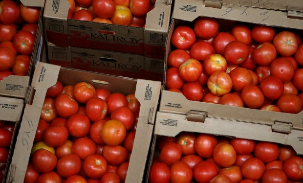 番茄種植技巧 番茄種植技巧