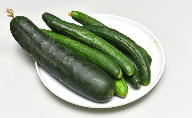 小黃瓜種子發芽