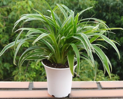 懶人植物 懶人植物