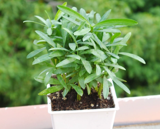 室內植物推薦 室內植物推薦