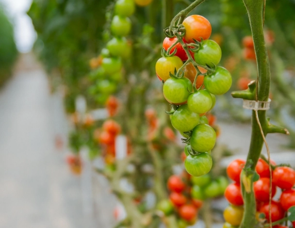 蕃茄種植問題 蕃茄種植問題