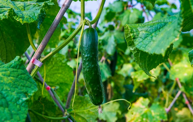 大胡瓜種植方法完整指南：從播種到收成的實用技巧