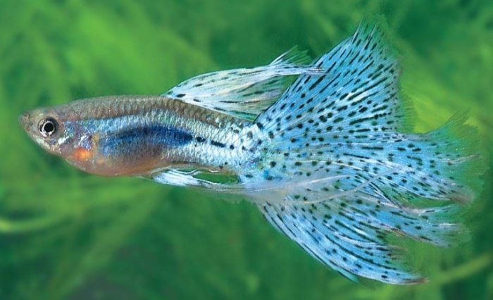 孔雀魚混養注意事項 孔雀魚混養注意事項