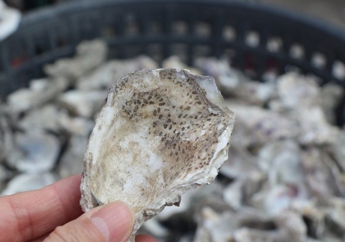 蘆竹溝蚵學園區