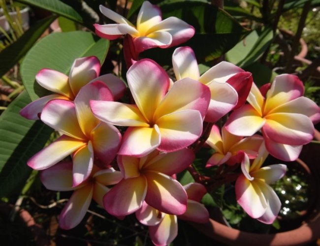 雞蛋花栽培技巧 雞蛋花栽培技巧