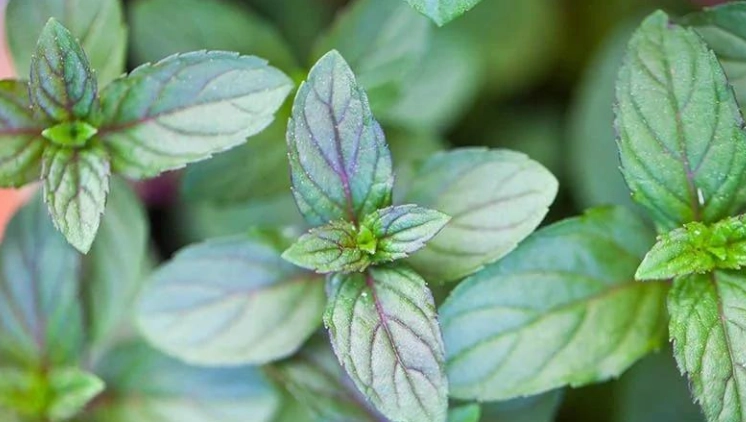 薄荷種植技巧