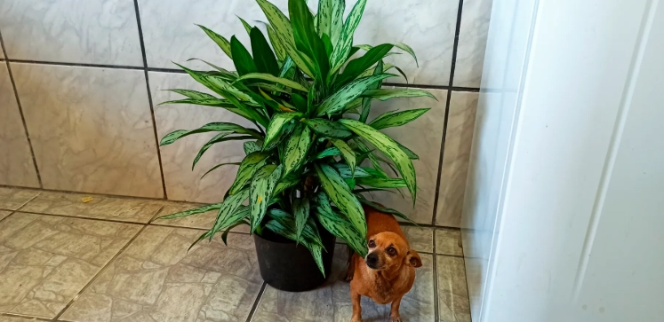 萬年青長太高處理 萬年青長太高處理