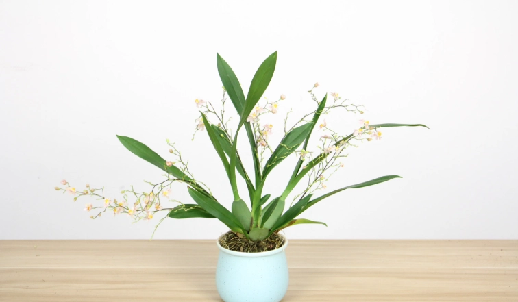 文心蘭開花技巧