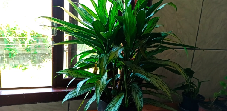 萬年青修剪 萬年青修剪