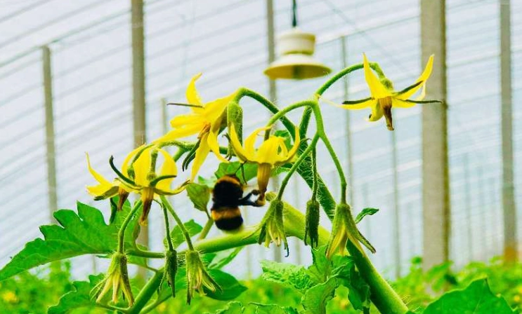 番茄人工授粉時機