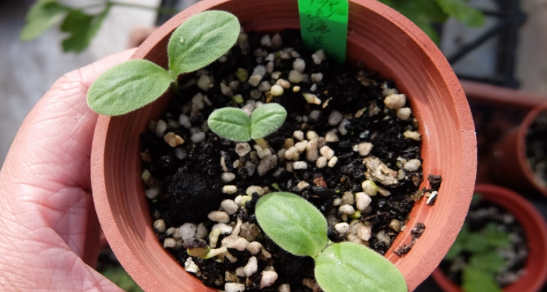 移植後植物枯萎