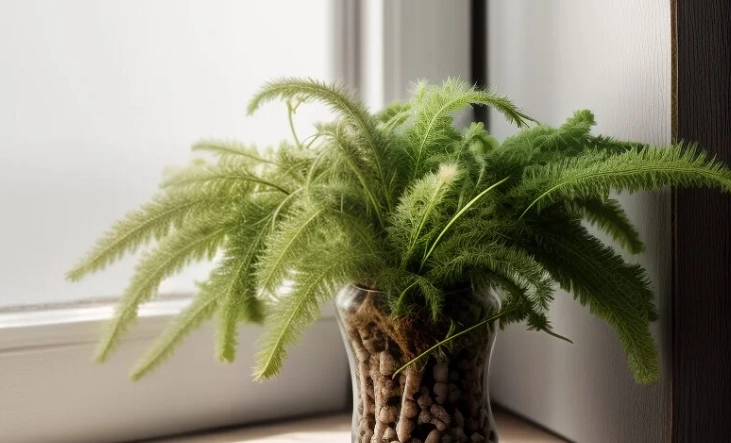 浴室植物養護 浴室植物養護