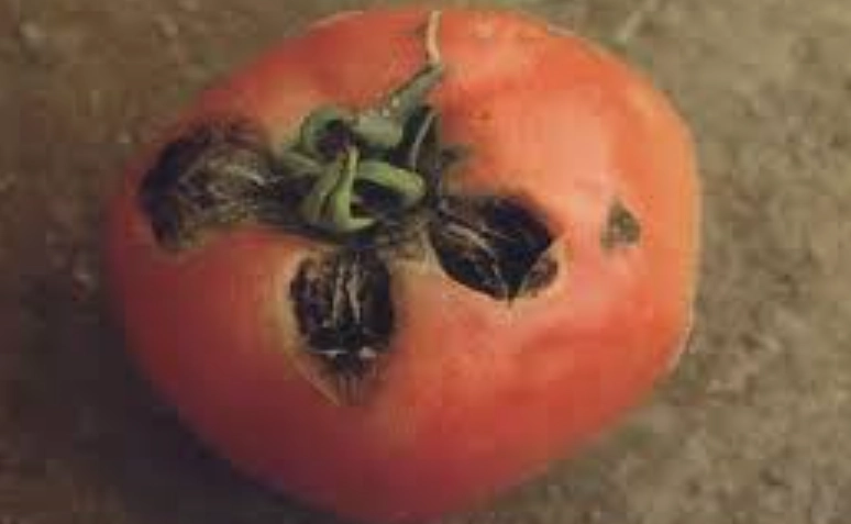 番茄變黑原因