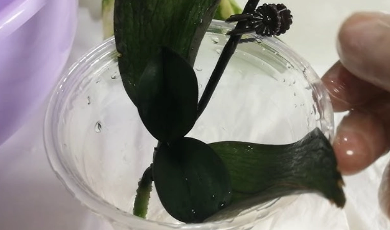 蘭花葉子皺皺原因