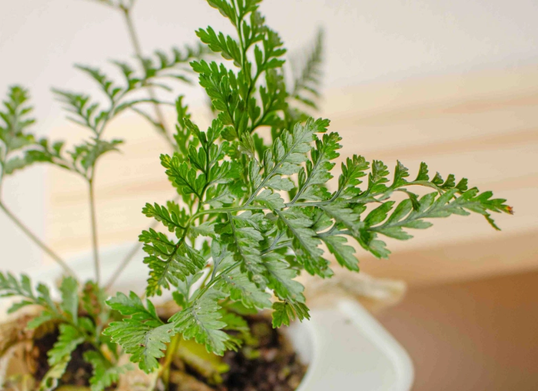 兔腳蕨植物特色