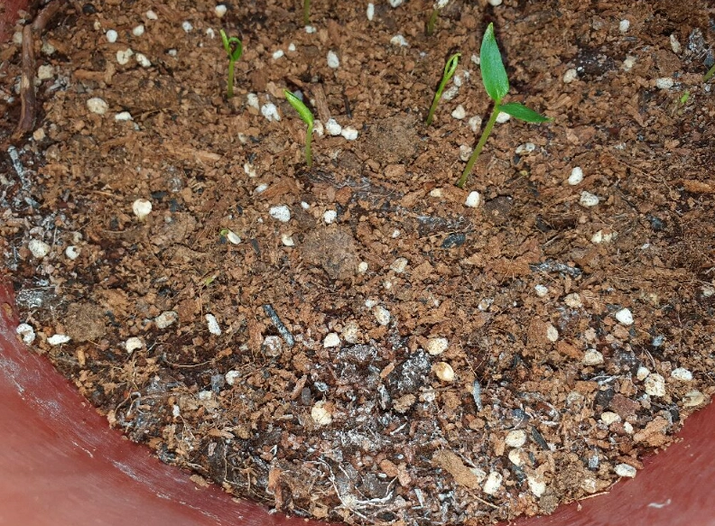 防止盆栽土發霉 防止盆栽土發霉