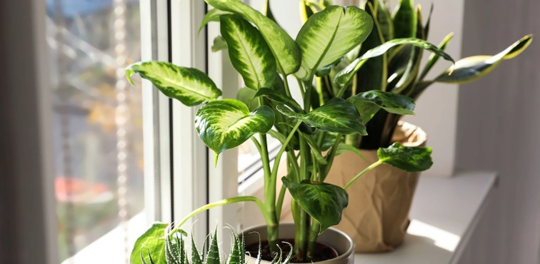 室內植物養護 室內植物養護