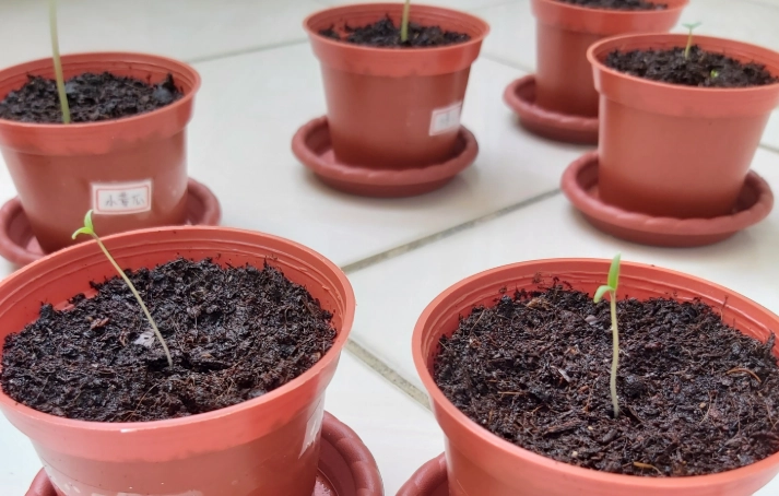 番茄種子發芽