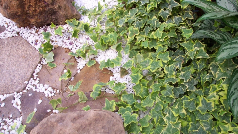 長春藤修剪方法