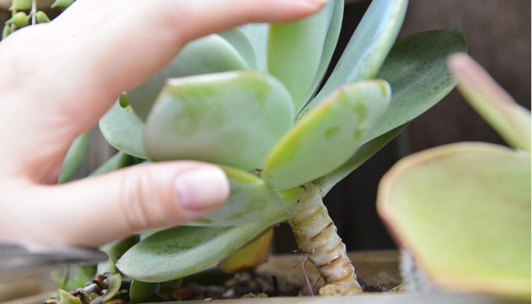 多肉葉片軟化原因