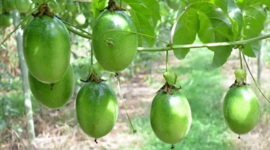 台灣百香果栽培