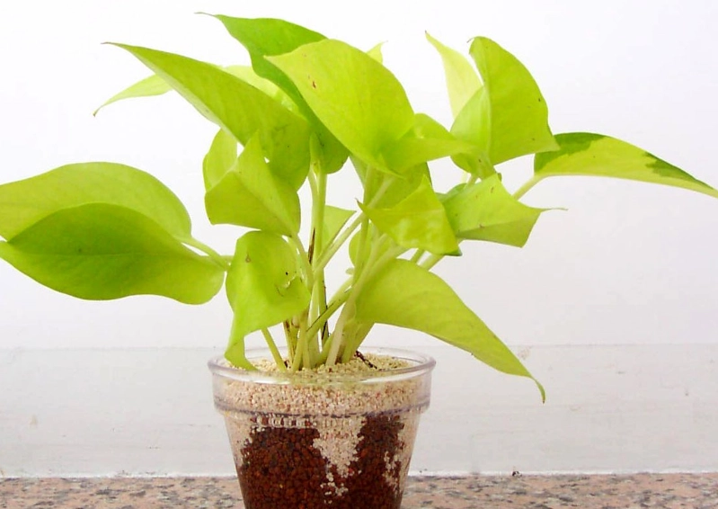 適合室內的植物