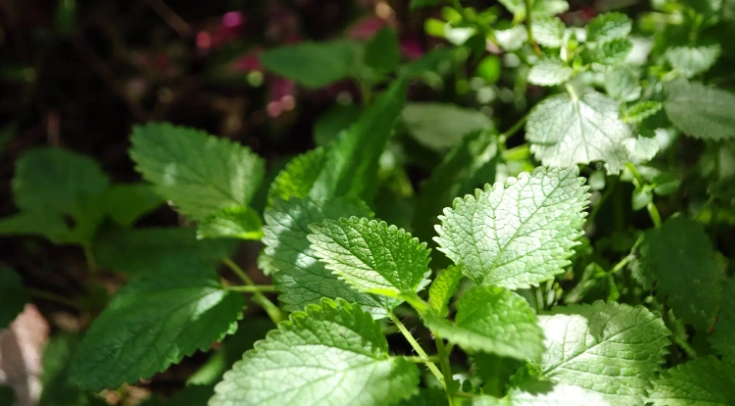 薄荷養護常見問題
