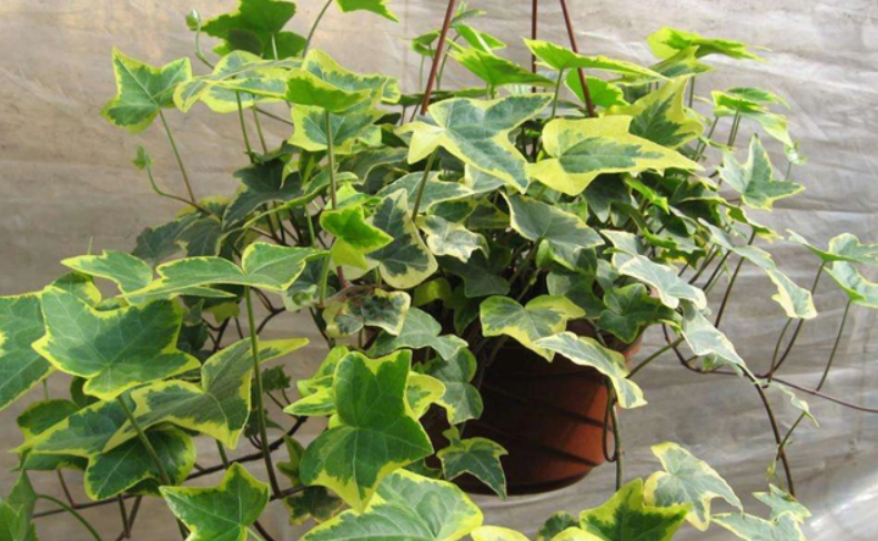 常春藤葉子變黃