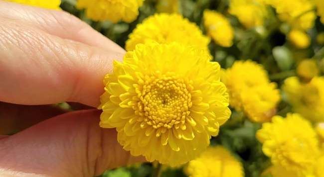 杭黃菊使用方法