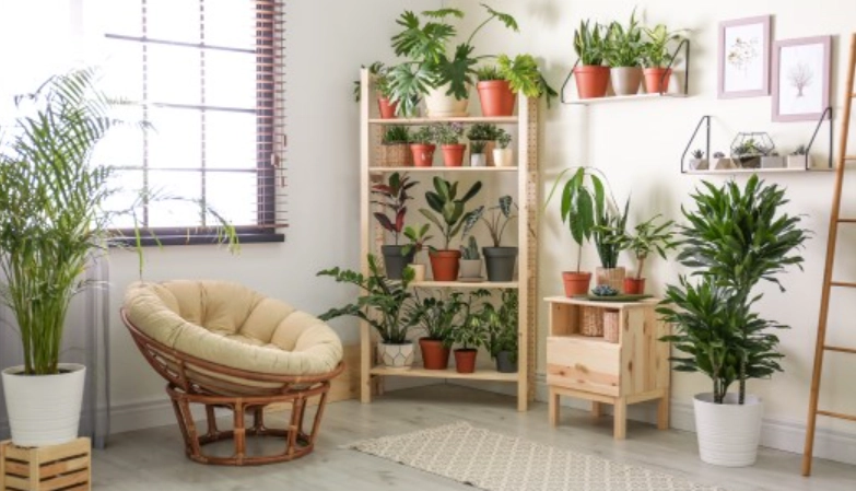 室內綠化技巧