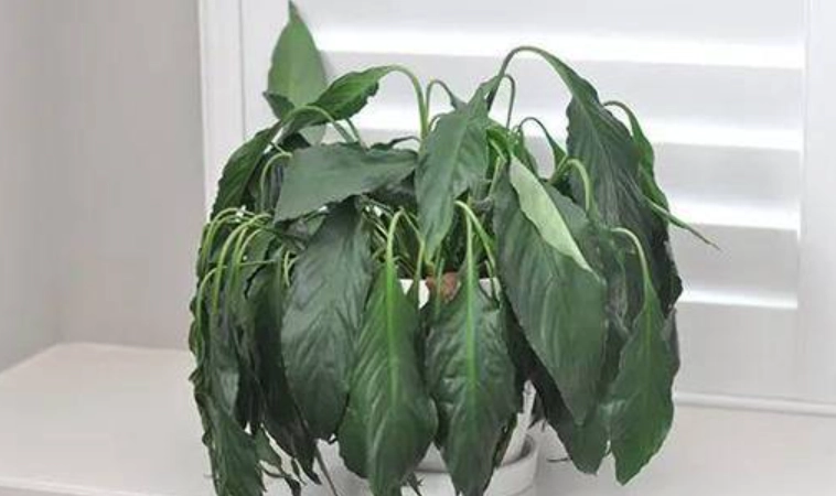 葉子下垂原因 葉子下垂原因