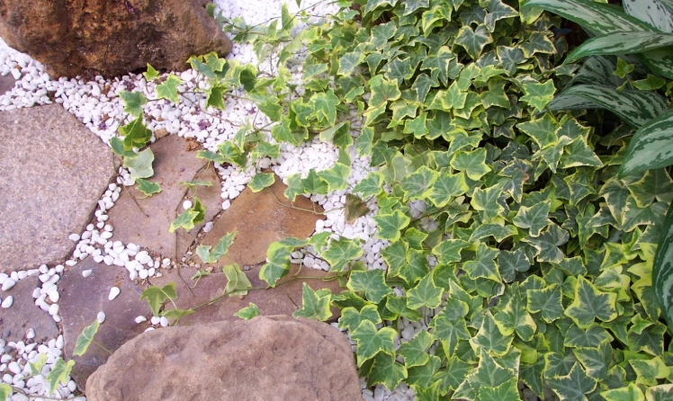 長春藤照顧技巧