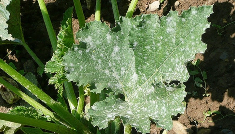 番茄病害管理 番茄病害管理