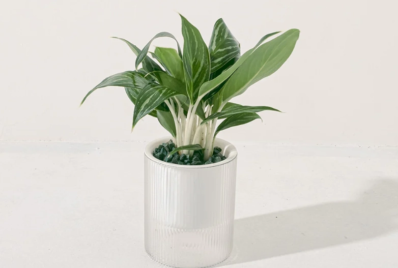 萬年青種植方法