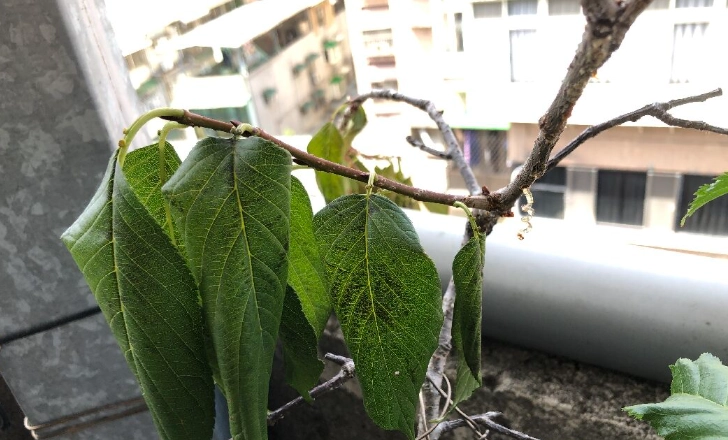 櫻花葉子下垂處理